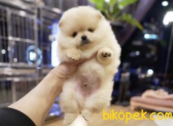 Pomeranian Boo Ayicik Tip Safkan Aşılı Eğitimli Yavrularımız 2