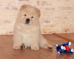 Birbirinden Sevimli  Chow Chow Çin Aslanı Yavrularımız 2