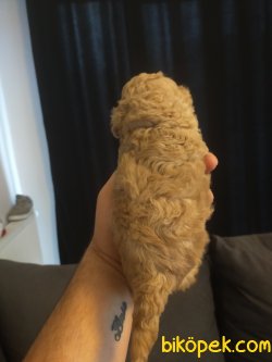 TOY POODLE YAVRULAR 5
