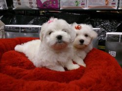 MALTESE TERRIER YAVRU 3