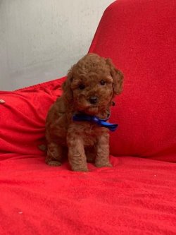 Sevi̇mli̇ Toy Poodle Yavrularımız 1