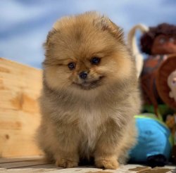 Sık Tüy Yapısına Sahip Orijinal PomeranianBoo Yavrumuz 2
