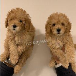 Apricot Toy Poodle Bebekler 1