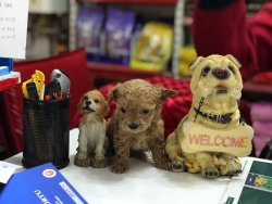 Poodle Yavrusu 1