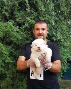Chow Chow Çin Aslanları  Yavruları 2