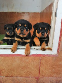 Çiftliğimizden Üst Kalite ROTTWEILER Yavrularımız 1
