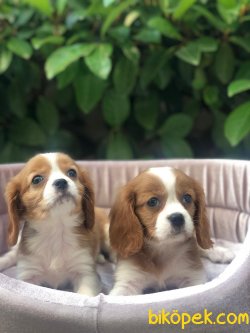Süper Kalite King Charles Cavalier Yavrularımız Mağazamızda 5