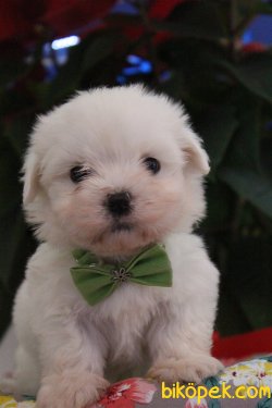 Süper Kalite 0 Numara Maltese Terrier Yavrularımız Geldi 1