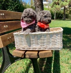 Sevi̇mli̇ Toy Poodle Yavrularımız 1