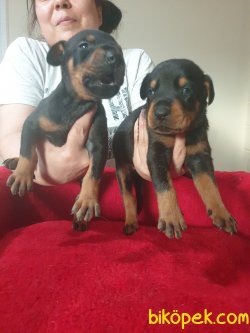 King Doberman Yavrularım Doberman Bizden Sorulur 4