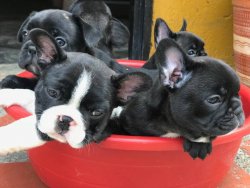 FRENCH BULLDOG YAVRULARI 3