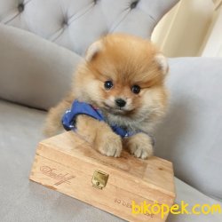 POMERANİAN BOO YAVRULAR RENK SEÇENEKLERİYLE 1