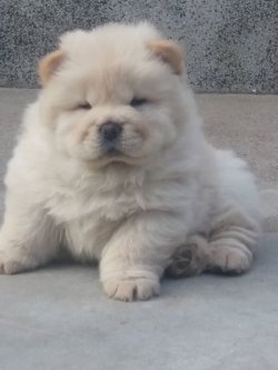 CHOW CHOW ( Çin Aslanı ) YAVRULARI 2