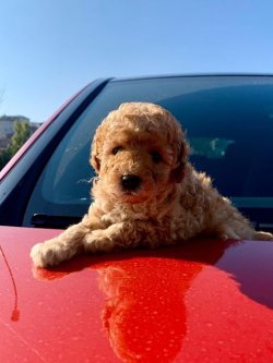 SAFKAN TOY POODLE YAVRULARIMIZ 2