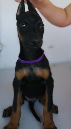 Muhteşem Doberman Yavruları 3
