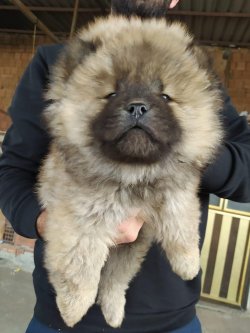 Renk Renk Chow Chow Yavrulari 1