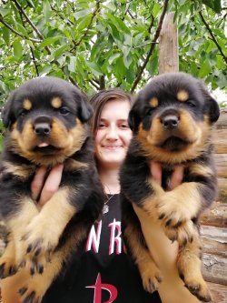 Çiftliğimizden Rottweiler Yavruları 5