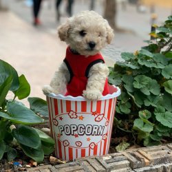 IRK VE SAĞLIK GARANTİLİ TOY POODLE YAVRULAR 1