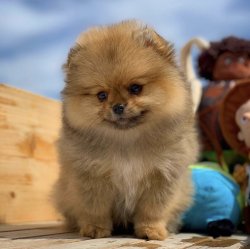 Orijinal TeddyBear Yüz Yapısına Sahip Oğlumuz 2