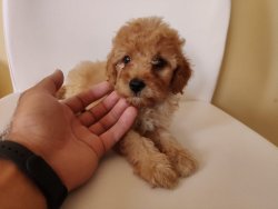 Toy Poodle Super Kalite 2 Aylık Dişi Yavru 2