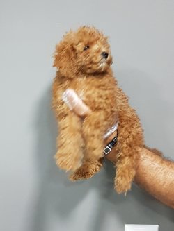 Satılık Toy Poodle Yavruları 5