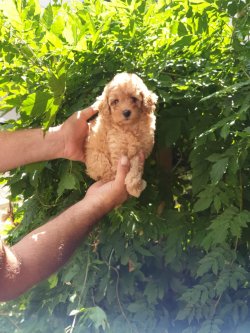Orjinal Toy Poodle Bebekler 4