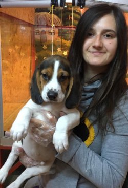 Çiftliğimizden Beagle Yavruları 2