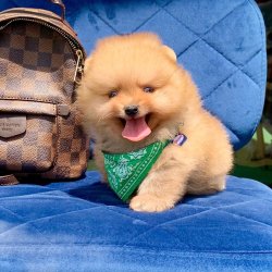 Pomeranian Boo Orjinal Yavrularımız 1