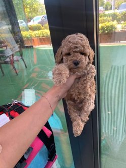 Sevi̇mli̇ Toy Poodle Yavrularımız 4
