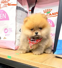 Pomeranian Teddy Face Yavrumuz 4