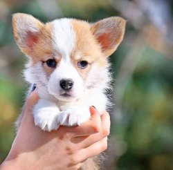WELSH CORGI YAVRULARIMIZ 4