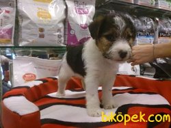 FOX TERRIER 2