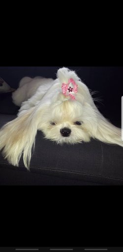 Mini Kutup Ayıları Shih Tzu 4