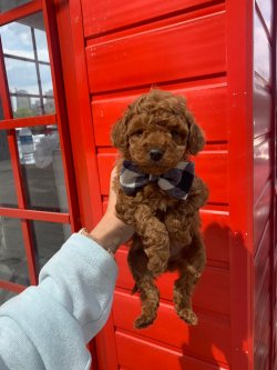 Toy Poodle Red Orjinal Yavrularımız 3