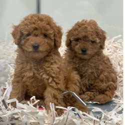 TOY POODLE RED YAVRULAR 2
