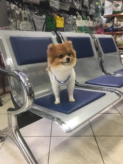 Pomerani̇an Boo 2