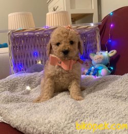 ToyPoodle Tea Cup  Dişi Erkek Yavrularımız 4