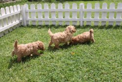 TOY POODLE YAVRULARIMIZ 4