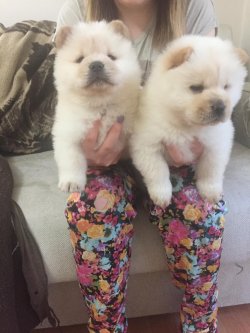 Chow Chow Çi̇n Aslanı Yavrularımız Afyondan 1