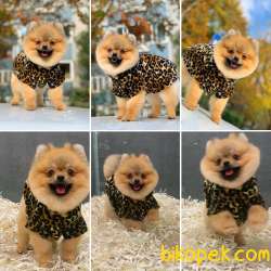 9 Aylık Dişi Pomeranian Boo 1