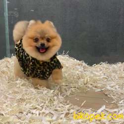 9 Aylık Dişi Pomeranian Boo 3
