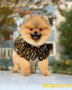 9 Aylık Dişi Pomeranian Boo 4