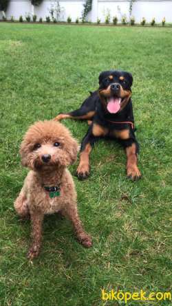 9 Aylık Dişi Rottweiler Scrli Eğitimli 2