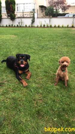 9 Aylık Dişi Rottweiler Scrli Eğitimli 1