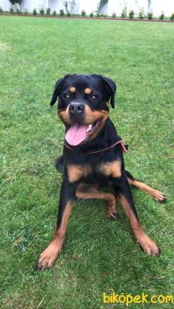 9 Aylık Dişi Rottweiler Scrli Eğitimli 3