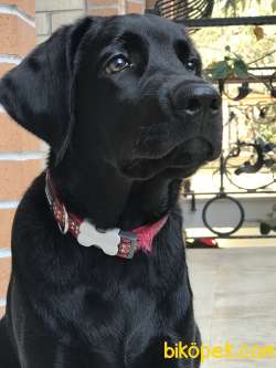 9 Aylık Erkek Labrador 3
