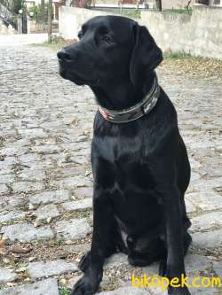 9 Aylık Erkek Labrador 4