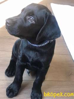 9 Aylık Erkek Labrador 1