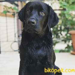 9 Aylık Erkek Labrador 2