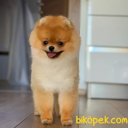 9 Aylık Erkek Scr Sertifikalı Boo Oğlumuz 3